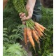 Carottes nouvelles